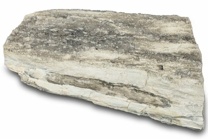Petrified Wood Section with Sparkling Quartz - Arizona #305409